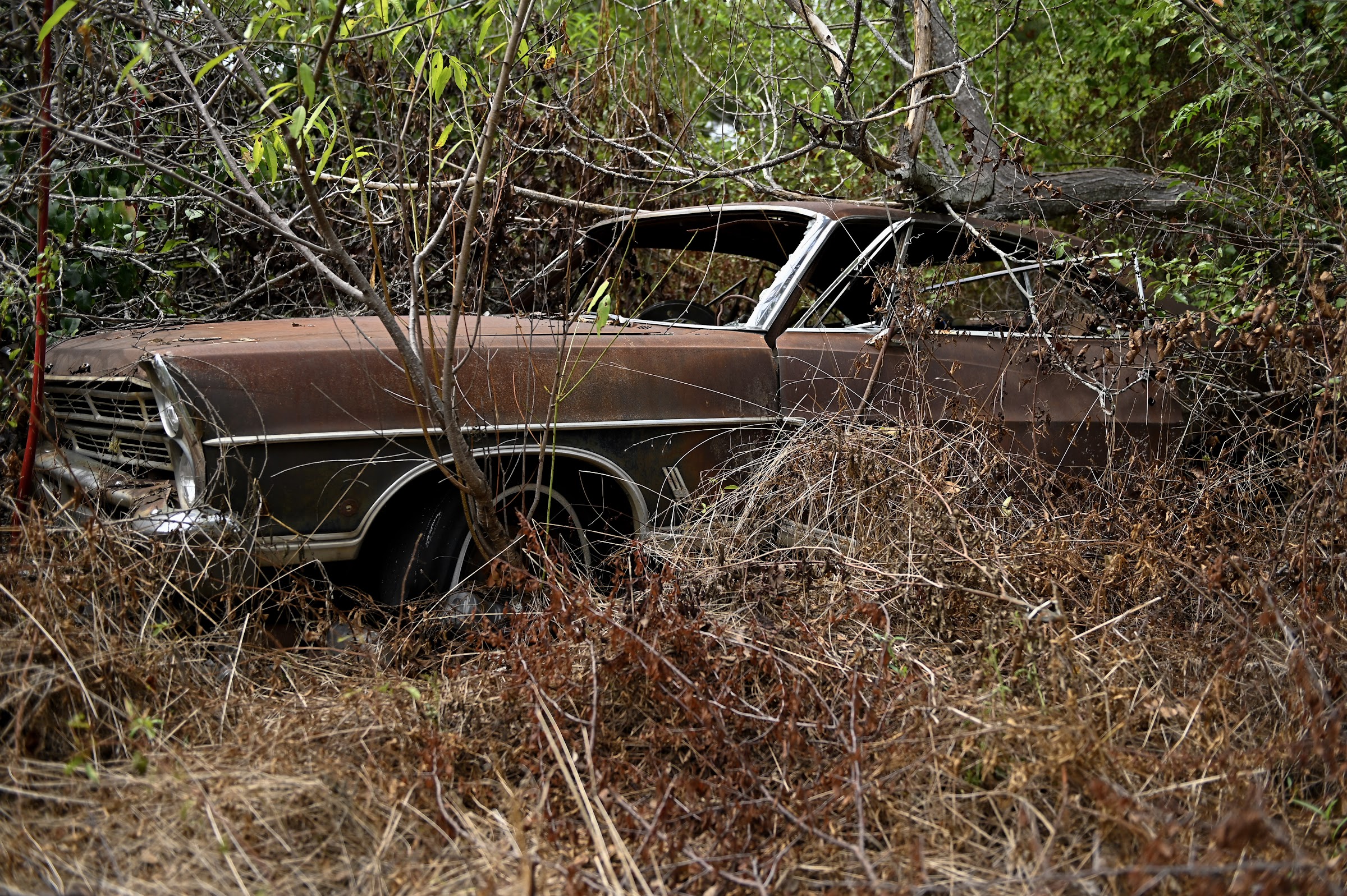 A rusty vintage car sits half-hidden within thick dry weeds and fallen tree branches — abandoned places photography in East Texas by Kaden Baker