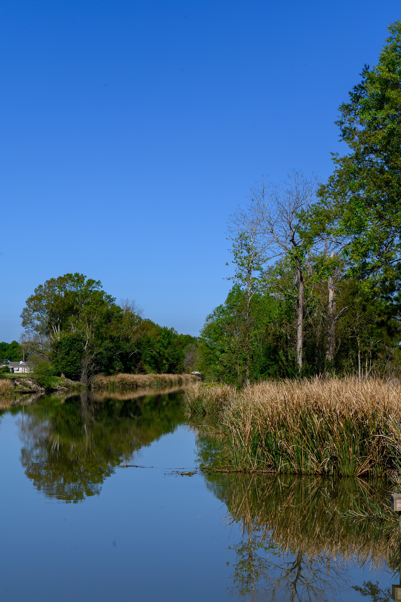 Tall golden reeds line the bank of a calm river reflecting lush green trees and a clear blue sky — landscape photography in East Texas by Kaden Baker